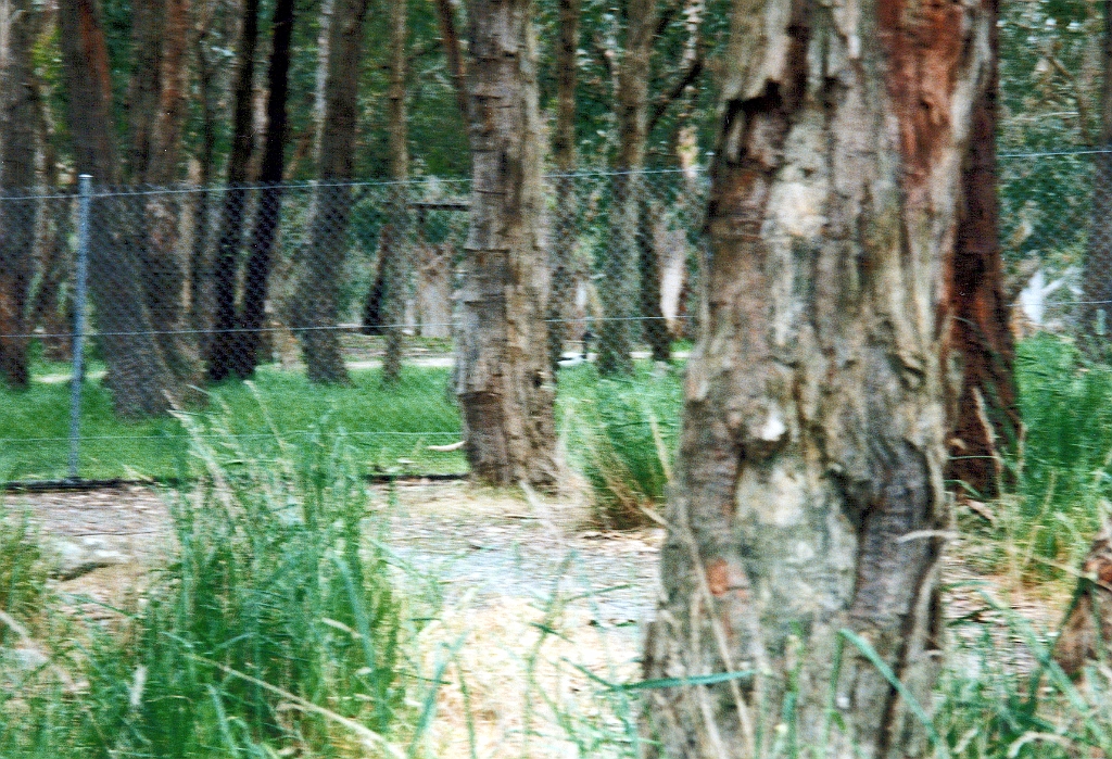 2000 - Australie 116T.jpg